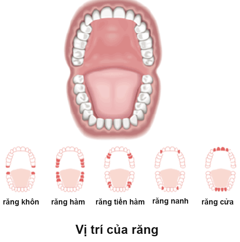 Vị trí của răng